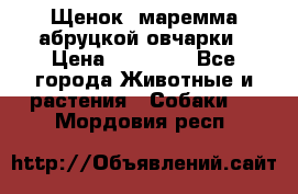 Щенок  маремма абруцкой овчарки › Цена ­ 50 000 - Все города Животные и растения » Собаки   . Мордовия респ.